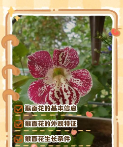 家里阳光不足怎么养花，选对植物种类，掌握养护技巧