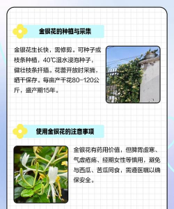 家里阳光不足怎么养花，选对植物种类，掌握养护技巧