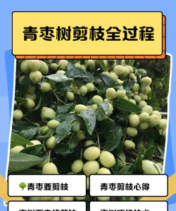 家里阳光不足怎么养花，选对植物种类，掌握养护技巧