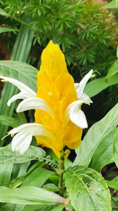 家里阳光不足怎么养花，选对植物种类，掌握养护技巧