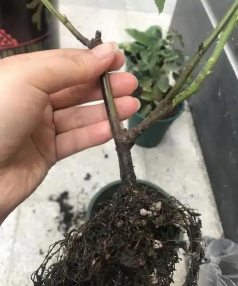 小众送妈妈的花有哪些花