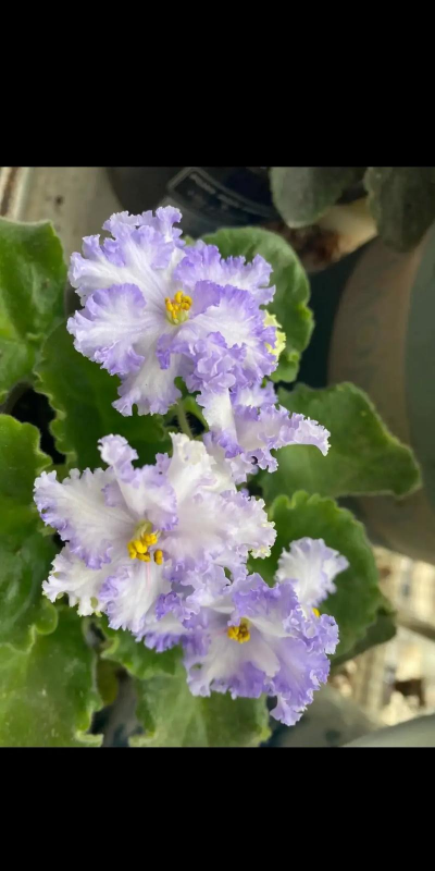 家里阳光不足怎么养花，选对植物种类，掌握养护技巧