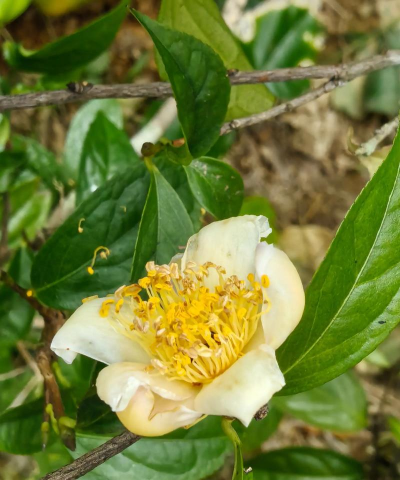 家里阳光不足怎么养花，选对植物种类，掌握养护技巧