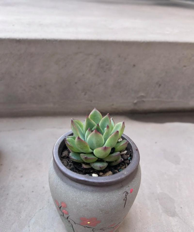 家里阳光不足怎么养花，选对植物种类，掌握养护技巧