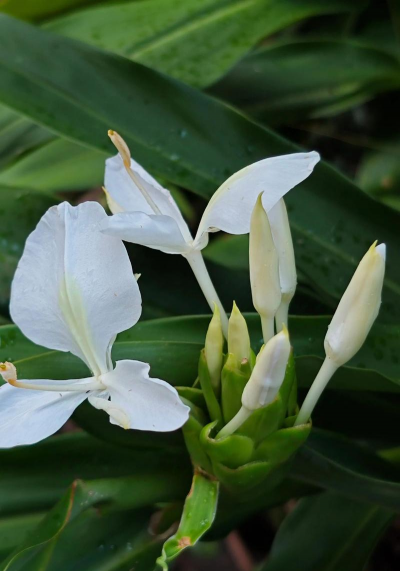 家里阳光不足怎么养花，选对植物种类，掌握养护技巧
