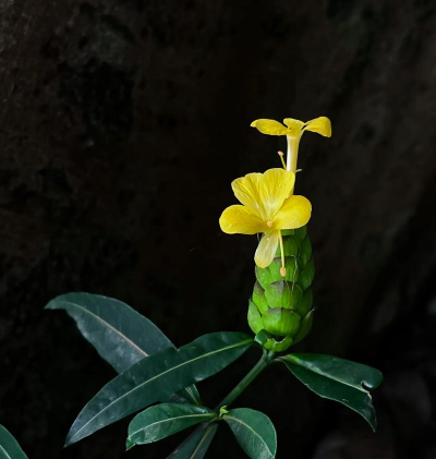 家里阳光不足怎么养花，选对植物种类，掌握养护技巧