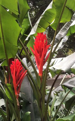 家里阳光不足怎么养花，选对植物种类，掌握养护技巧