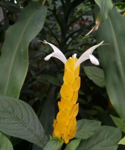 家里阳光不足怎么养花，选对植物种类，掌握养护技巧