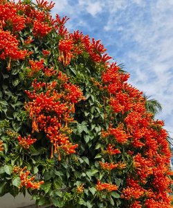 家里阳光不足怎么养花，选对植物种类，掌握养护技巧