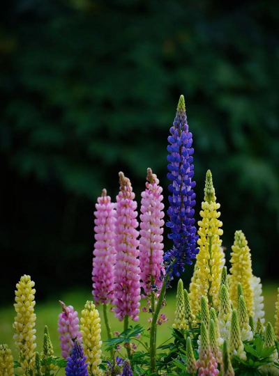 家里阳光不足怎么养花，选对植物种类，掌握养护技巧