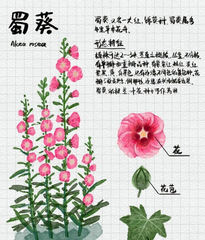 家里阳光不足怎么养花，选对植物种类，掌握养护技巧