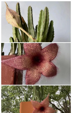 家里阳光不足怎么养花，选对植物种类，掌握养护技巧