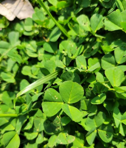 家里阳光不足怎么养花，选对植物种类，掌握养护技巧