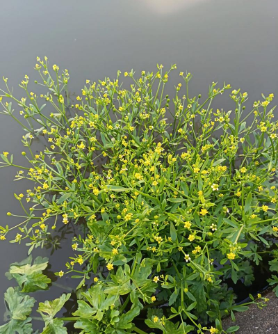 黄花菜 黄花菜百科 黄花菜 黄花菜百科