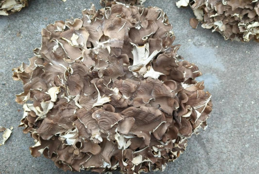 家里阳光不足怎么养花，选对植物种类，掌握养护技巧