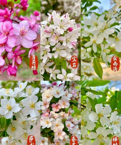 海棠花 海棠花百科 海棠花 海棠花百科