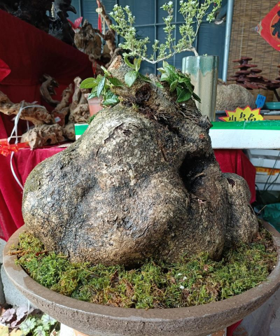 树萝卜生桩种植怎么种植 树萝卜生桩种植怎么种植