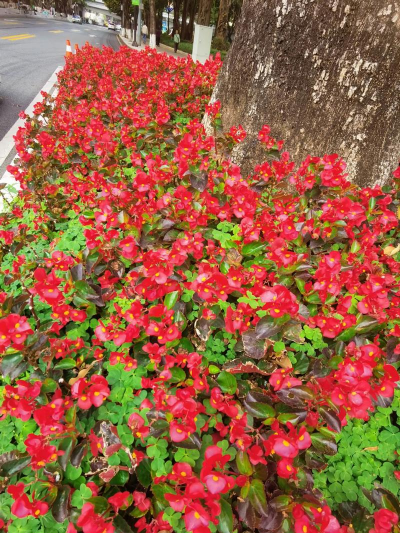 家里阳光不足怎么养花，选对植物种类，掌握养护技巧