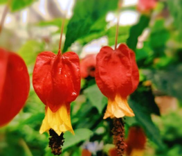 家里阳光不足怎么养花，选对植物种类，掌握养护技巧