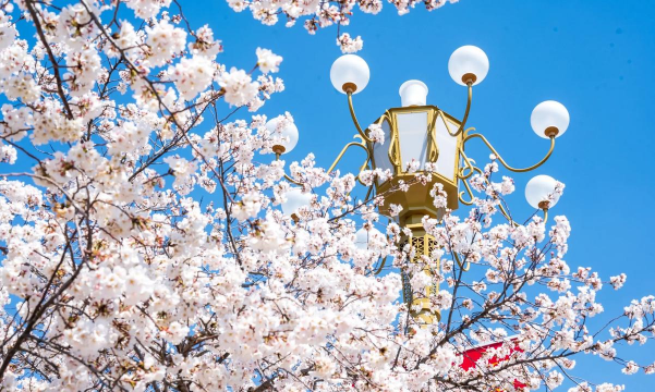 家里阳光不足怎么养花，选对植物种类，掌握养护技巧