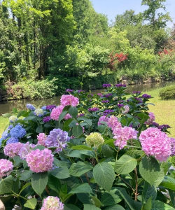 家里阳光不足怎么养花，选对植物种类，掌握养护技巧