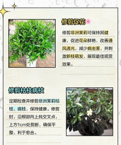 家里阳光不足怎么养花，选对植物种类，掌握养护技巧