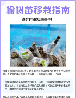 家里阳光不足怎么养花，选对植物种类，掌握养护技巧