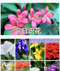 家里阳光不足怎么养花，选对植物种类，掌握养护技巧