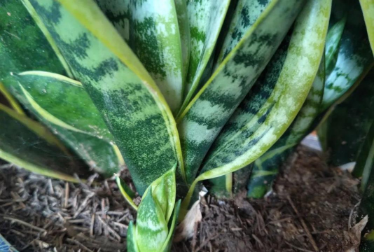 家里阳光不足怎么养花，选对植物种类，掌握养护技巧