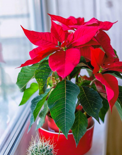 家里阳光不足怎么养花，选对植物种类，掌握养护技巧