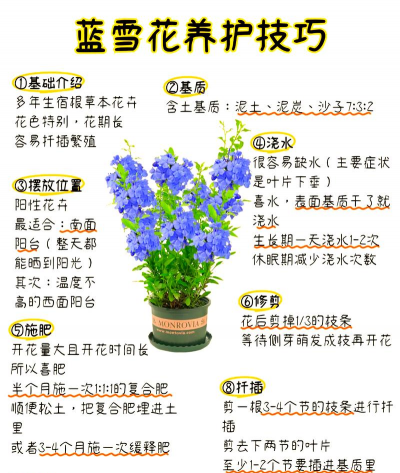 家里阳光不足怎么养花，选对植物种类，掌握养护技巧
