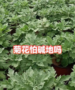 家里阳光不足怎么养花，选对植物种类，掌握养护技巧