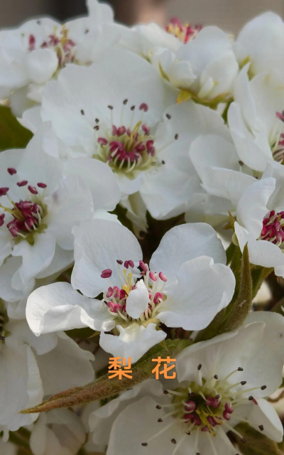 家里阳光不足怎么养花，选对植物种类，掌握养护技巧