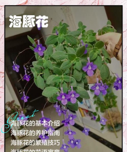 家里阳光不足怎么养花，选对植物种类，掌握养护技巧