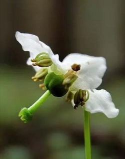 家里阳光不足怎么养花，选对植物种类，掌握养护技巧