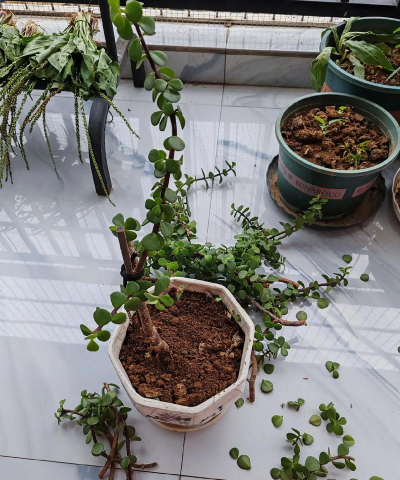 小众送妈妈的花有哪些花