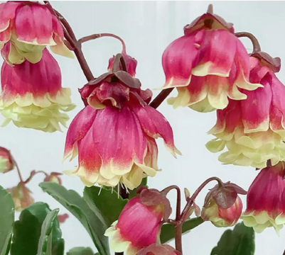 家里阳光不足怎么养花，选对植物种类，掌握养护技巧