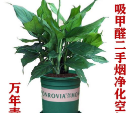 家里阳光不足怎么养花，选对植物种类，掌握养护技巧