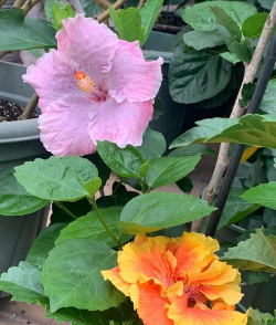 家里阳光不足怎么养花，选对植物种类，掌握养护技巧