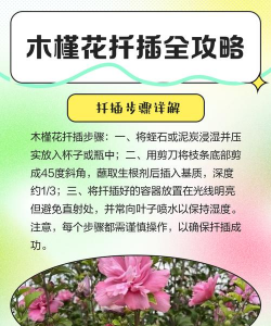 家里阳光不足怎么养花，选对植物种类，掌握养护技巧