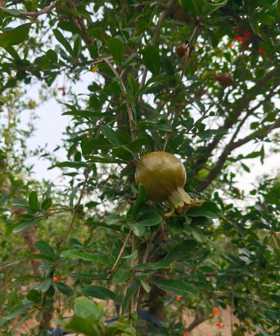 家里阳光不足怎么养花，选对植物种类，掌握养护技巧