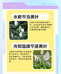 家里阳光不足怎么养花，选对植物种类，掌握养护技巧