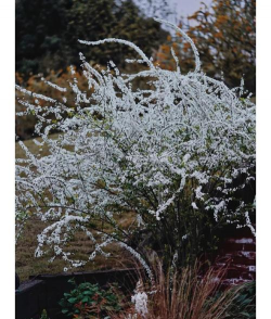家里阳光不足怎么养花，选对植物种类，掌握养护技巧