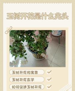 家里阳光不足怎么养花，选对植物种类，掌握养护技巧