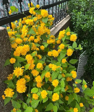 家里阳光不足怎么养花，选对植物种类，掌握养护技巧