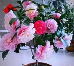 家里阳光不足怎么养花，选对植物种类，掌握养护技巧