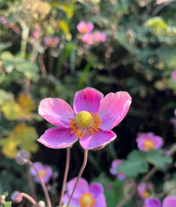 家里阳光不足怎么养花，选对植物种类，掌握养护技巧