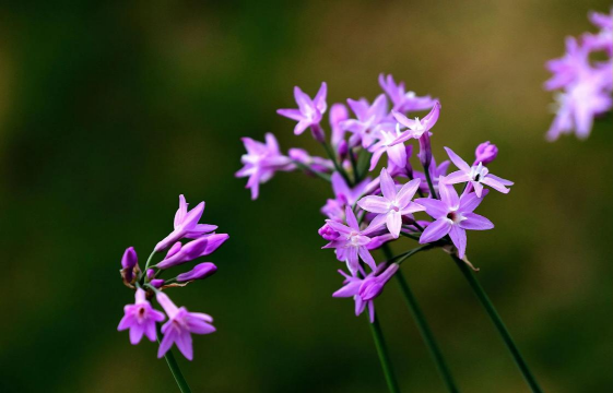 家里阳光不足怎么养花，选对植物种类，掌握养护技巧