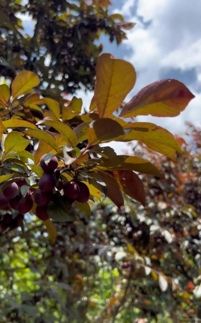 家里阳光不足怎么养花，选对植物种类，掌握养护技巧