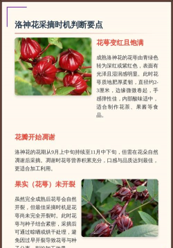 家里阳光不足怎么养花，选对植物种类，掌握养护技巧